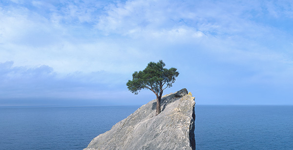 tree on a cliff